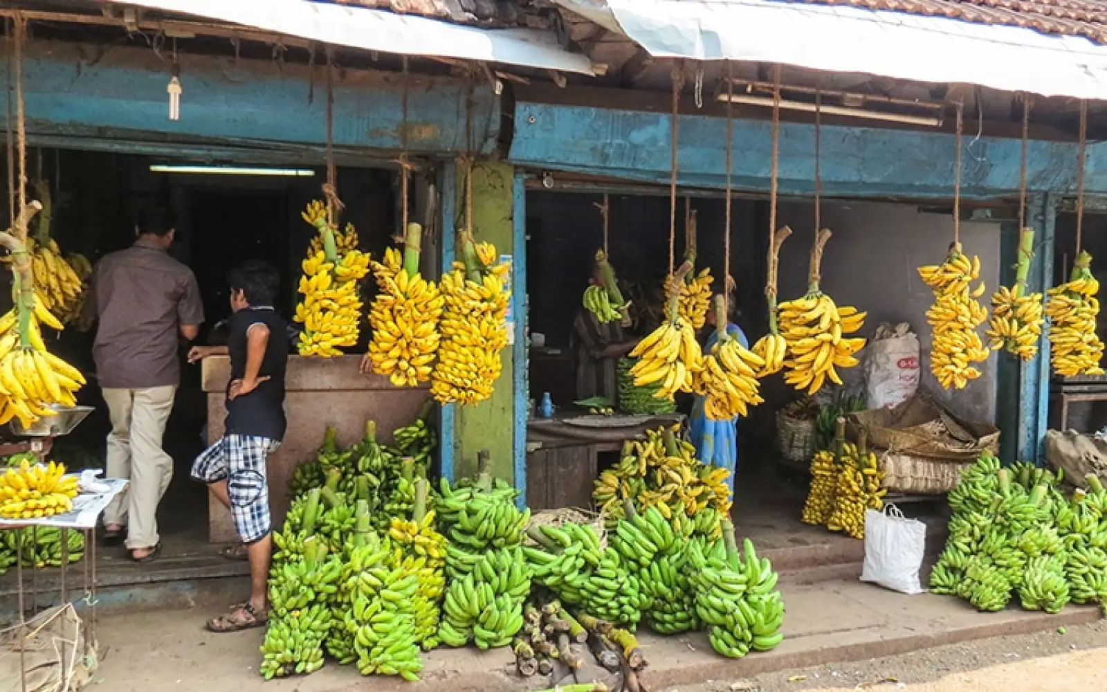 ccl_chickyhicky_bananas