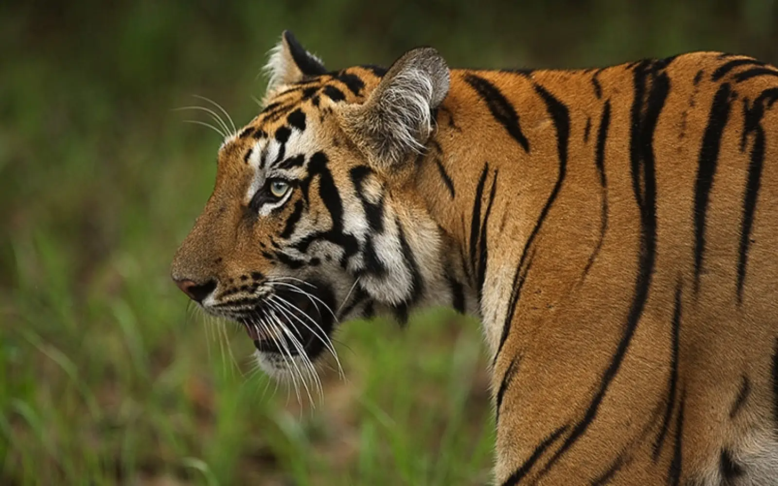 ccl_Rohit-Varma_tiger-Tadoba-Andhari