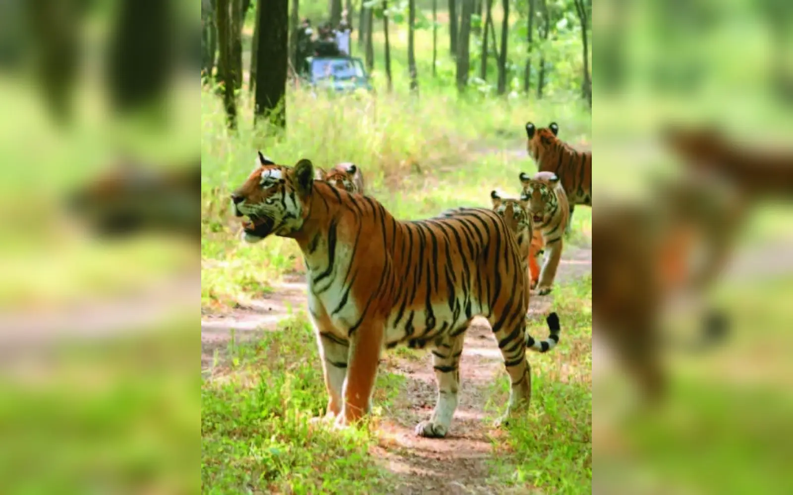 tiger