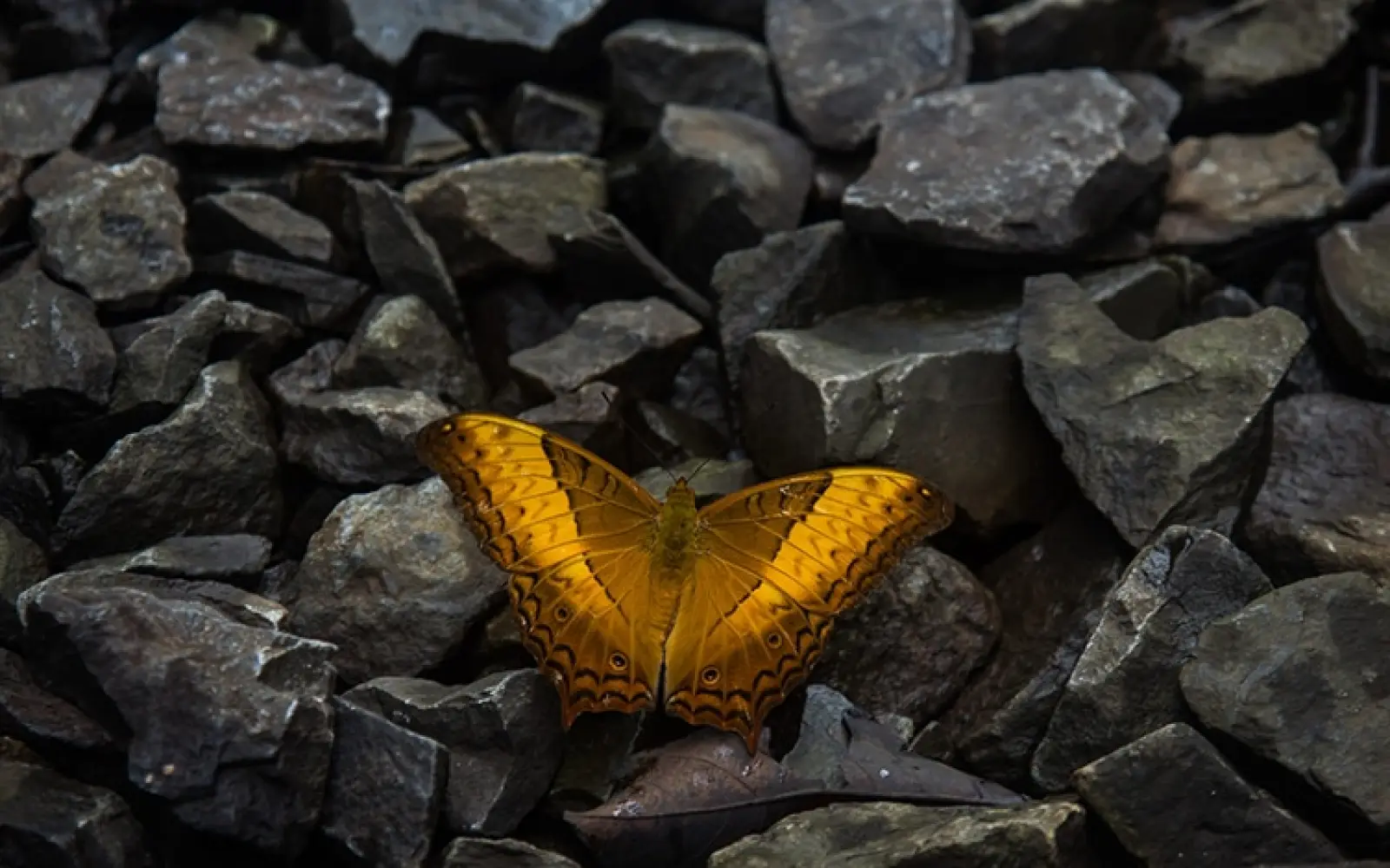 ccl_Premnath-Thirumalaisamy_Schmetterling