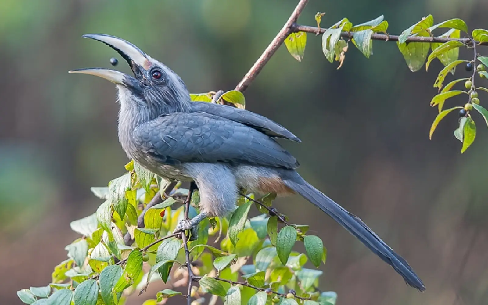 ccl_Kishore-Bhargava_Grauer-Malabar-Hornschnabel