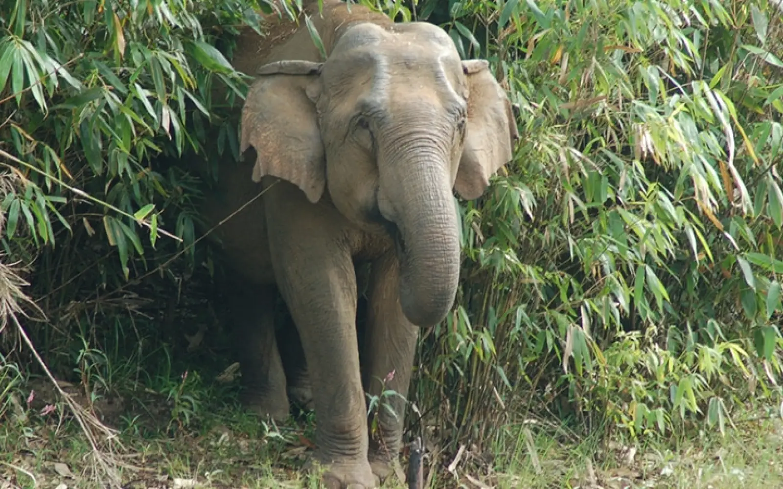 ccl_Marco-Heutink_Periyar