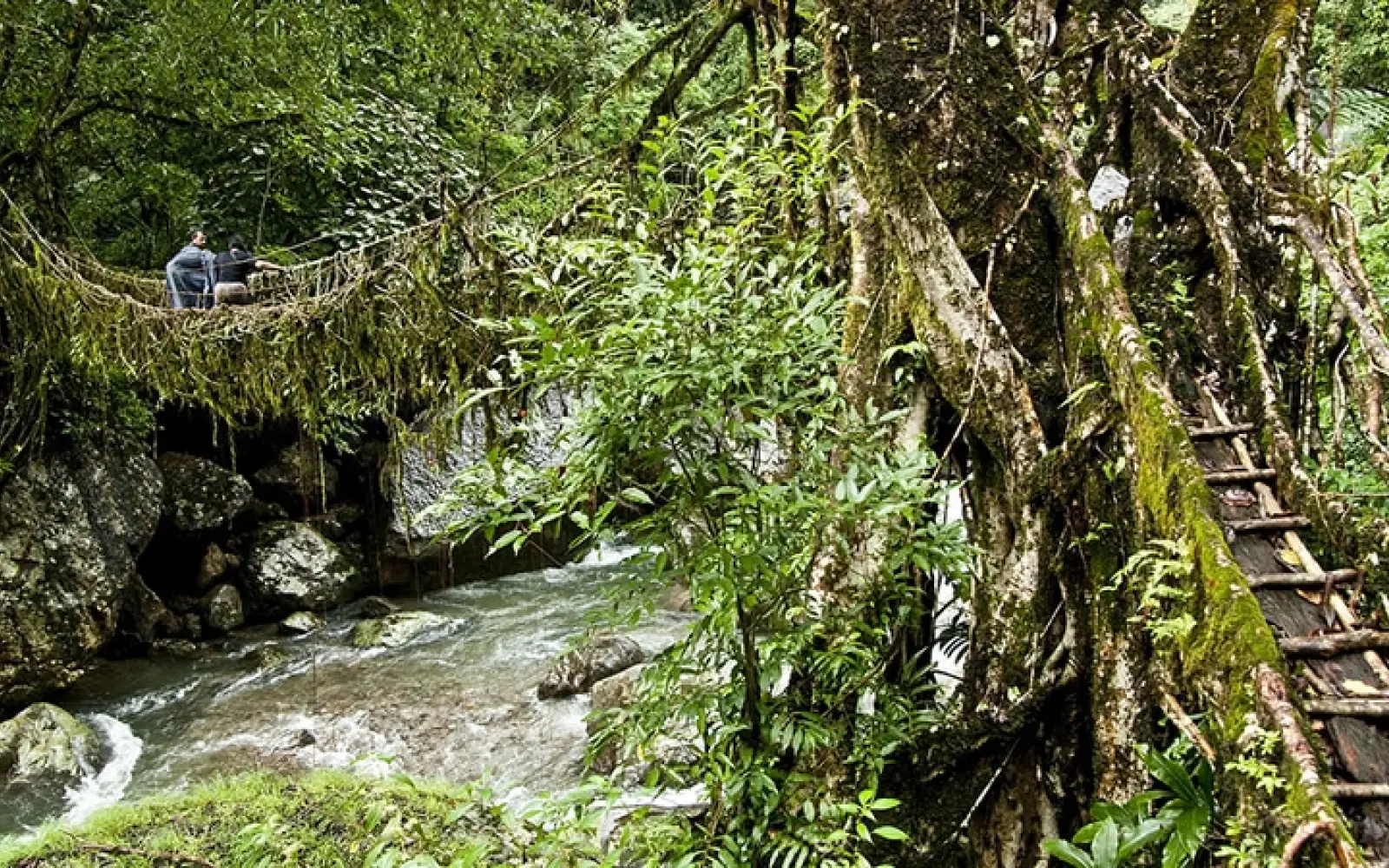 ccl_t-saldanaha_root-bridges_Meghalaya