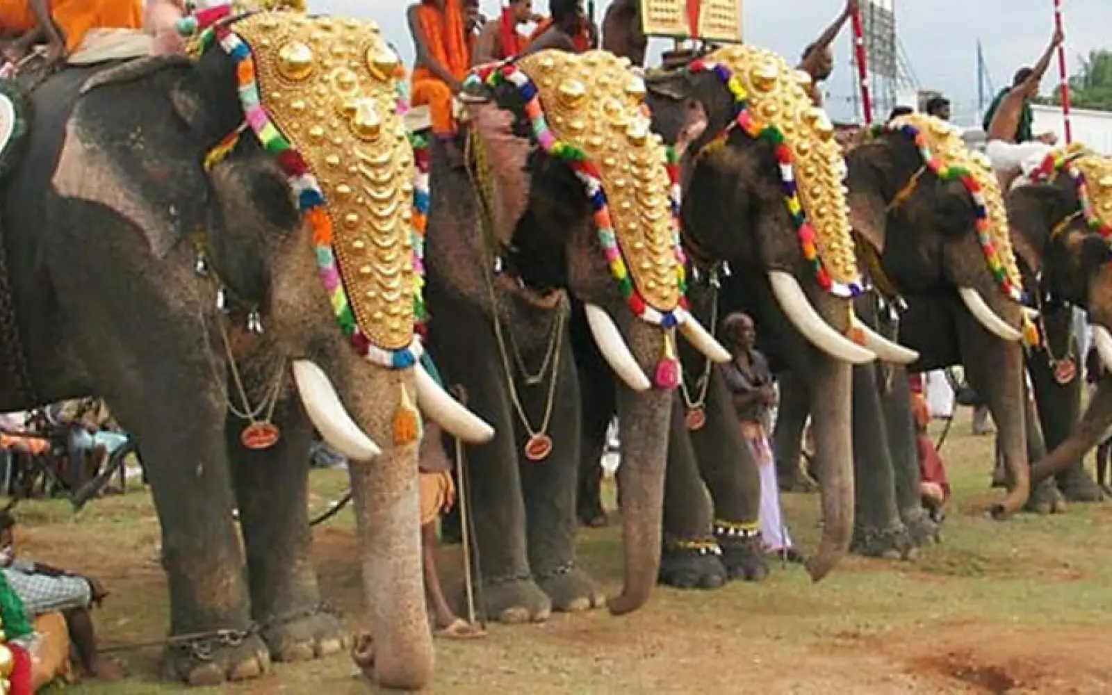 Geschmückte Elefanten bei einem der Tempelfeste in Kerala. Foto: Dhyangji