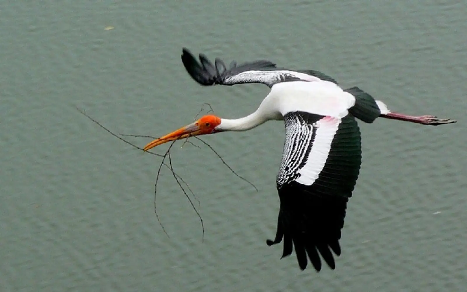 Indiens Vogelwelt