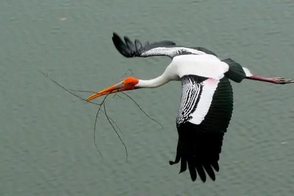 Indiens Vogelwelt