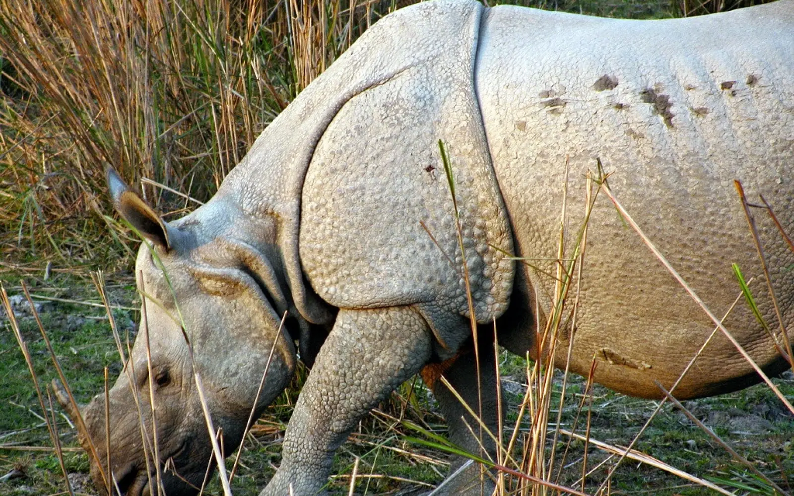 Ein Nashorn im Kaziranga Nationalpark. Foto: Satish Krishnamurthi