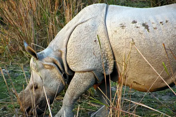 Safari-Saison in Indien