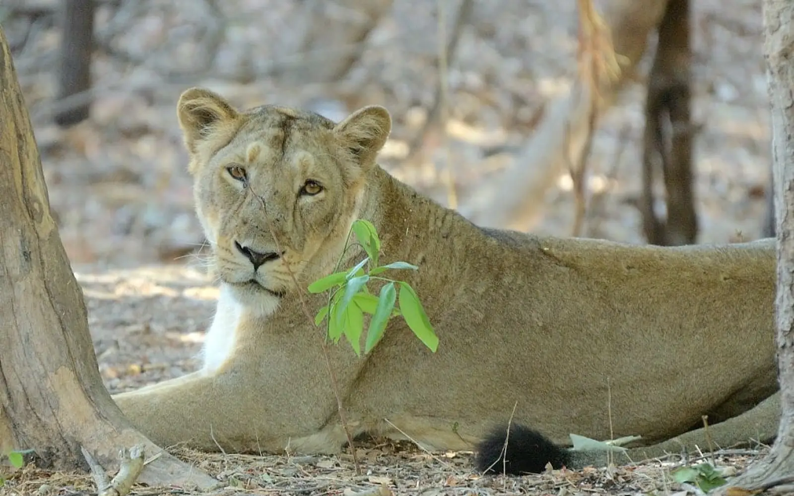 Löwe im Gir Nationalpark. Foto: Kishore Bhargava