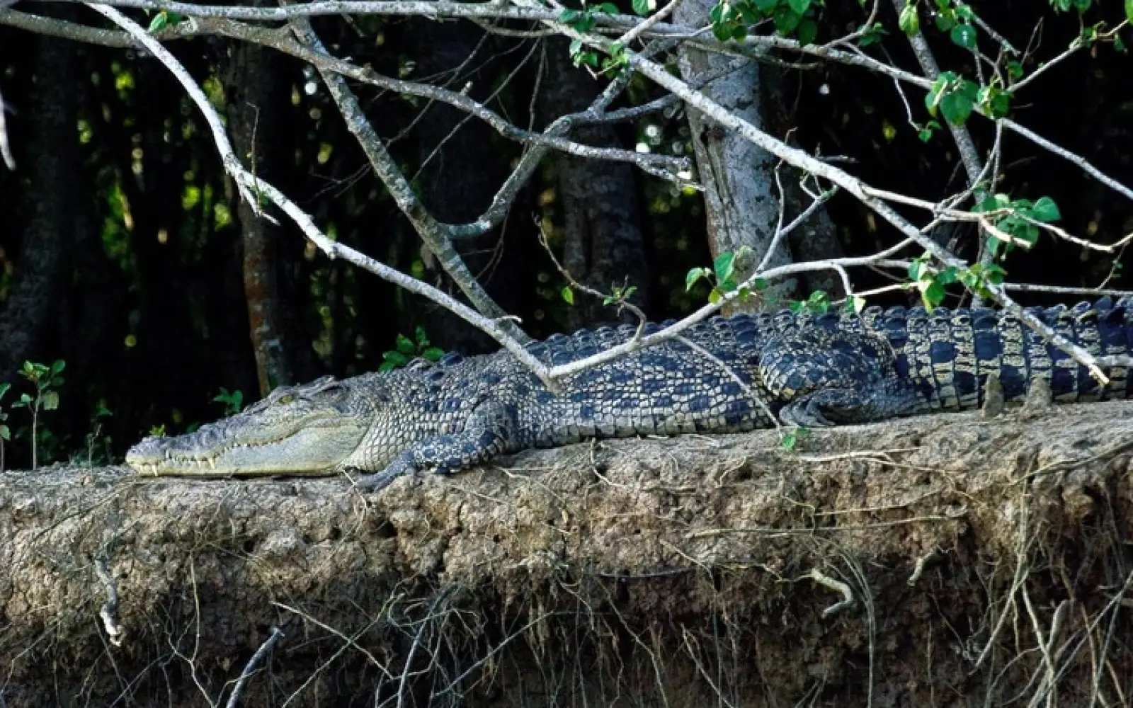 Salzwasserkrokodil in den Mangroven. Foto: Bikash Das