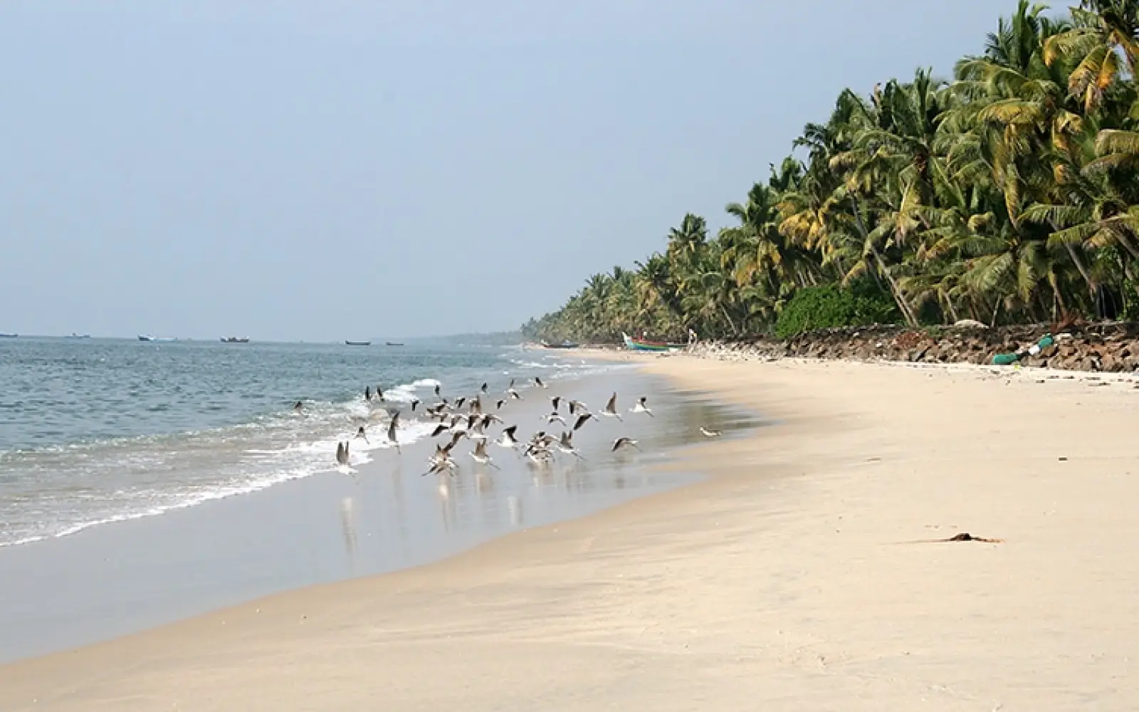 Basis-Beach-Birds_c_Traudl-Kupfer