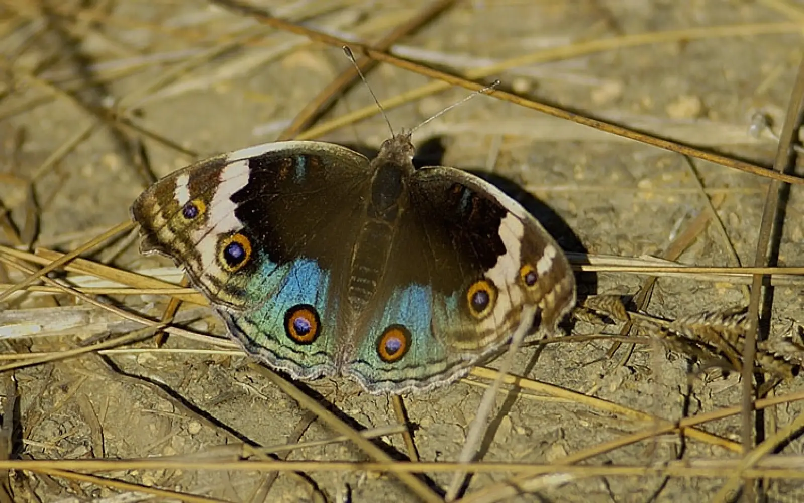 ccl_Yathin_Butterfly-Sikkim