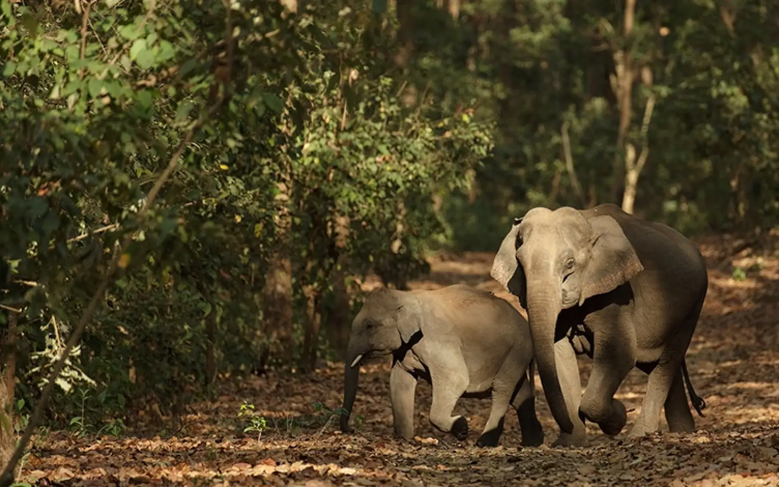 ccl_Rohit-Varma_Jim-Corbett-NP