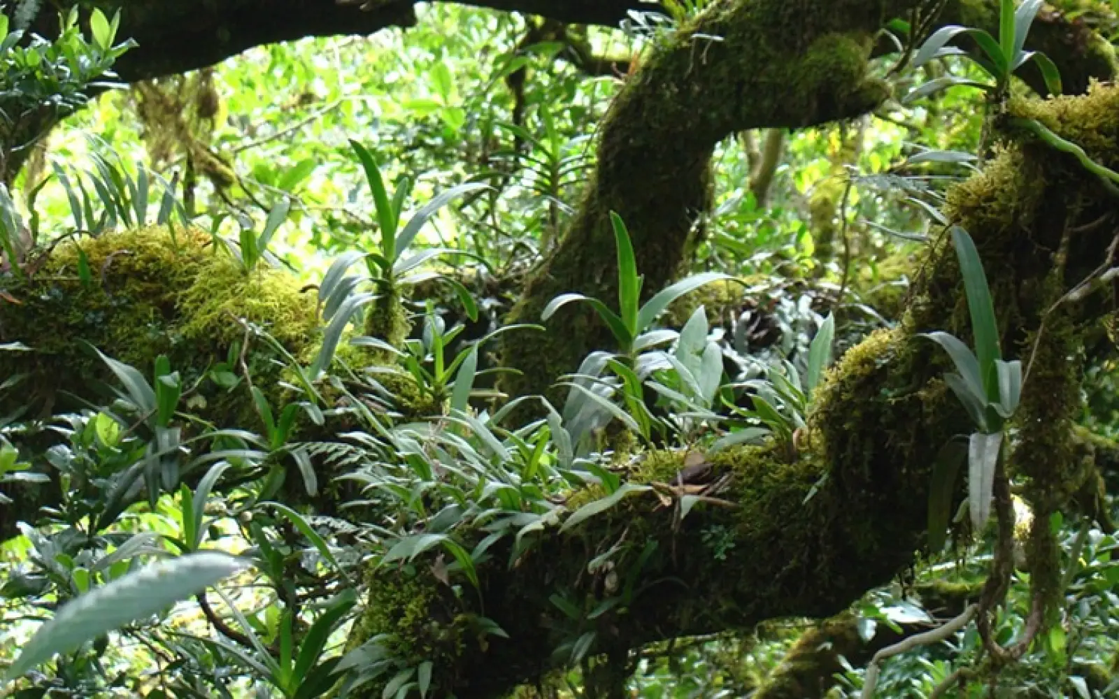 ccl_indianature-SG_typischer-shola-Baum