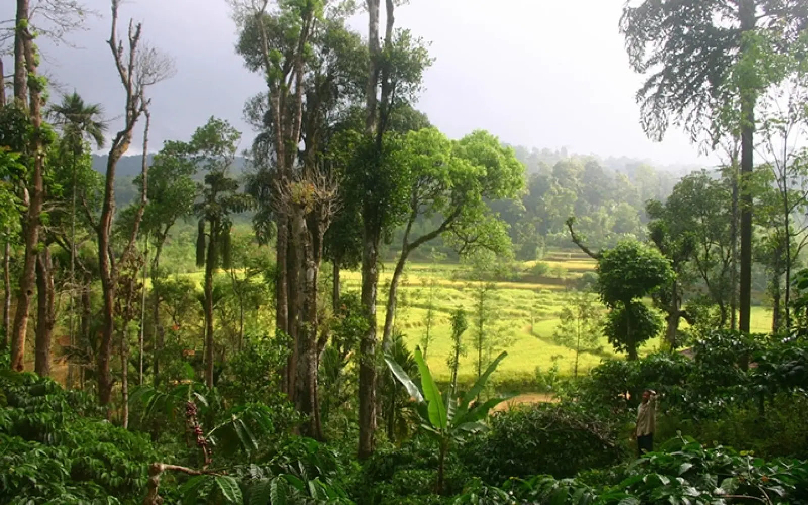 ccl_cosmic-dust_coffee-plantation