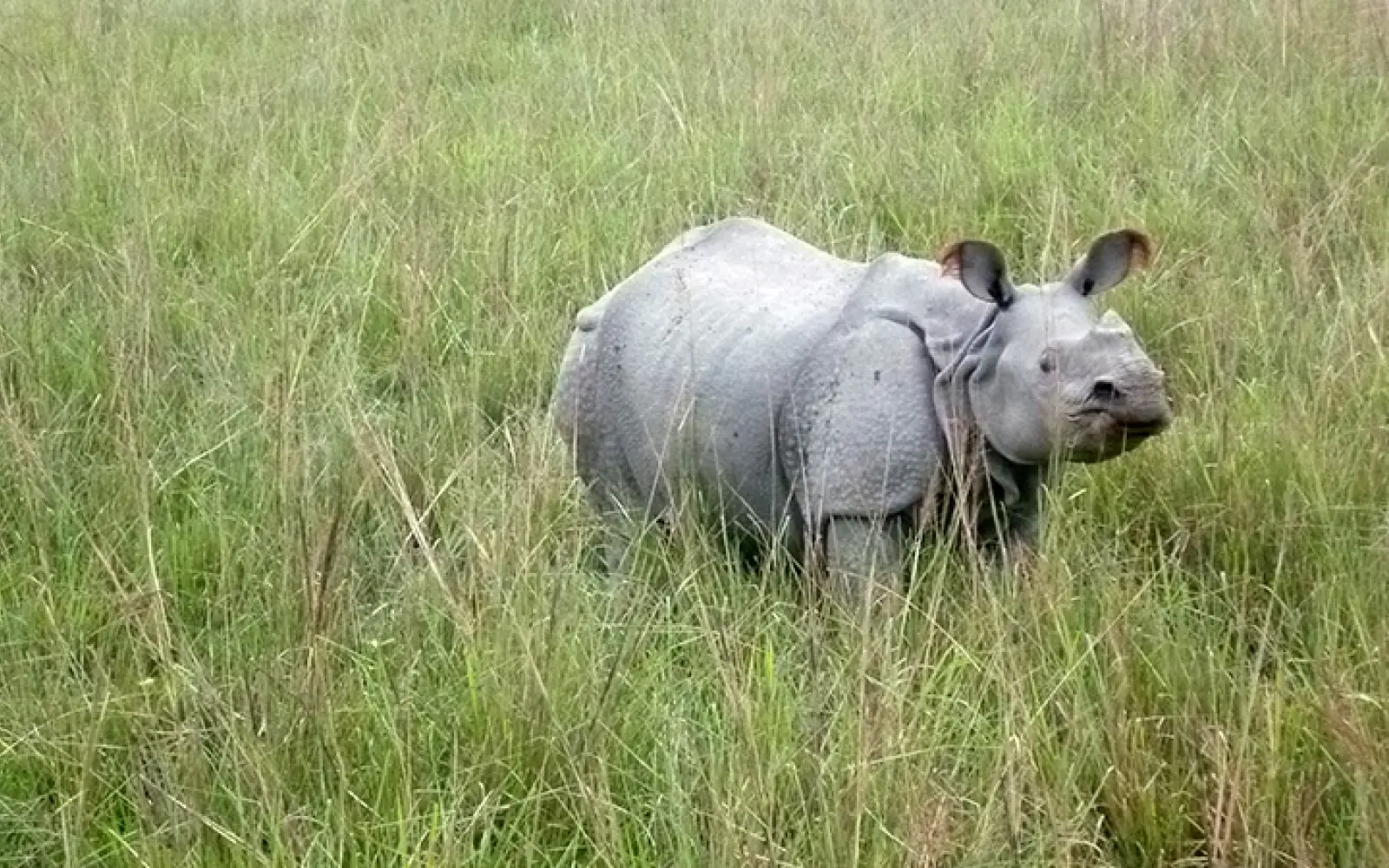 web_Rhinozeros-Kaziranga