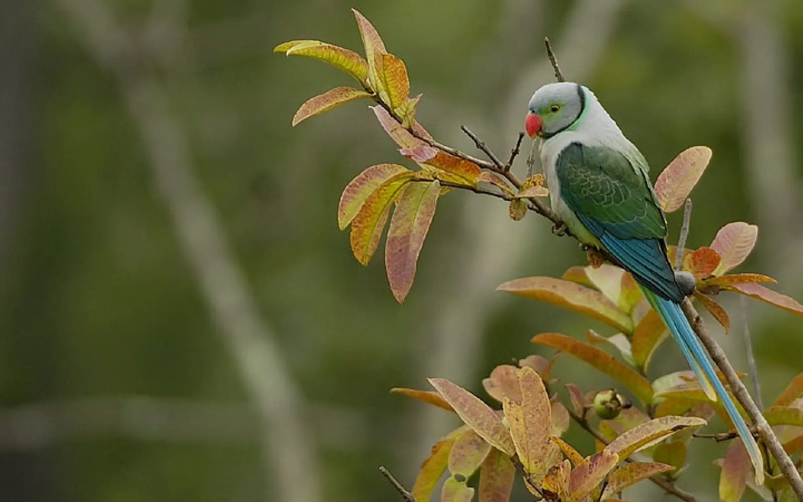 ccl_Yathin_Malabar-Parakeet_Taubensittich
