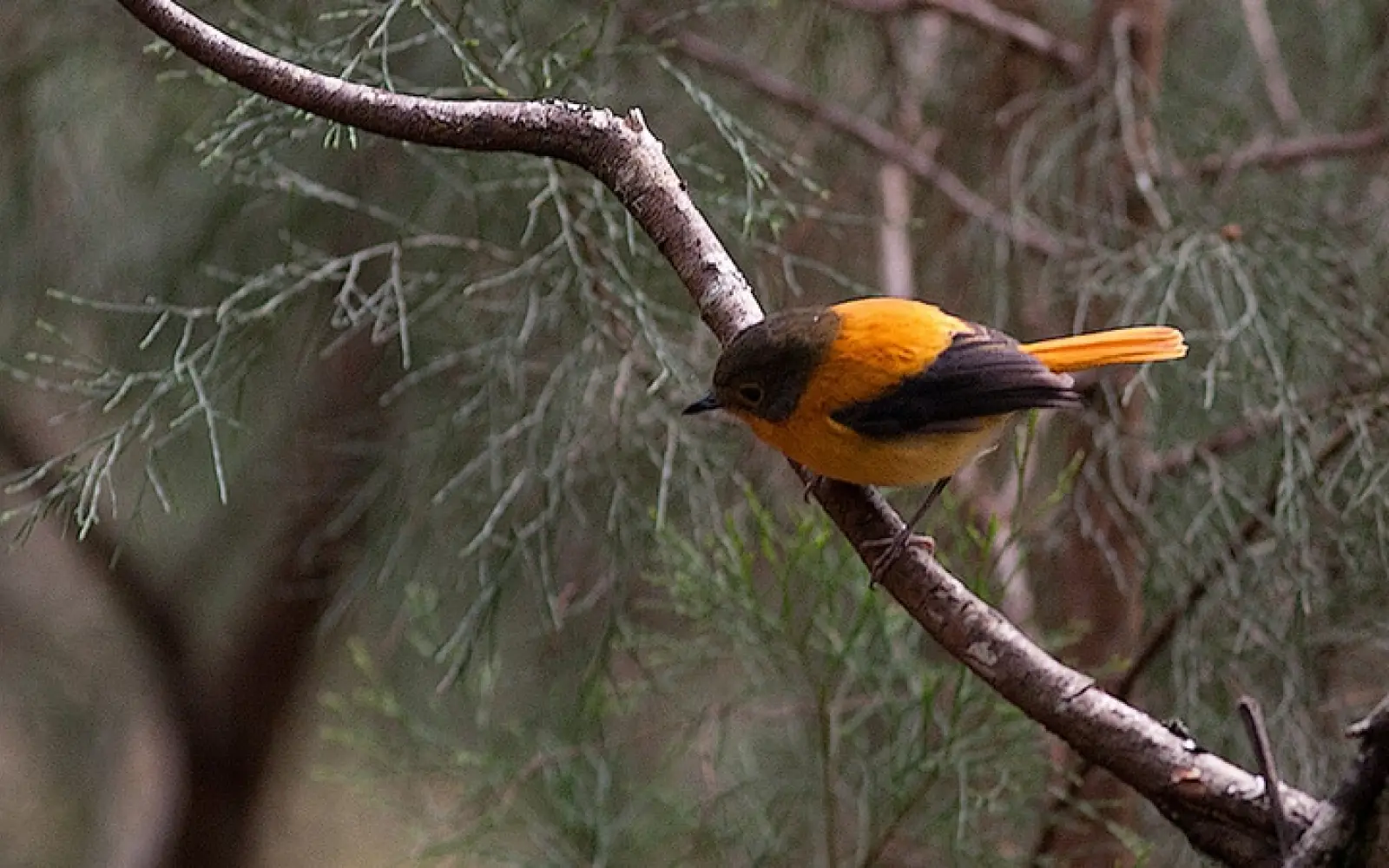 ccl_Bird-Brain_Black-and-orange-Flycatcher_Orangeschnaepper