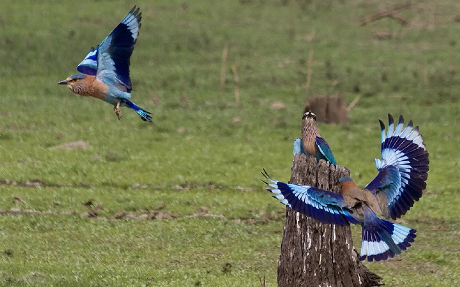 ccl_Swati-Kulkarni_Indian-Roller_Hinduracke