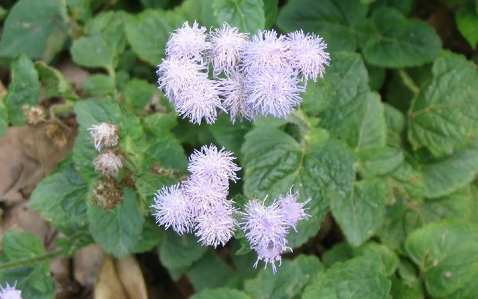 ccl_Minghong_Ageratum_conyzoides_web