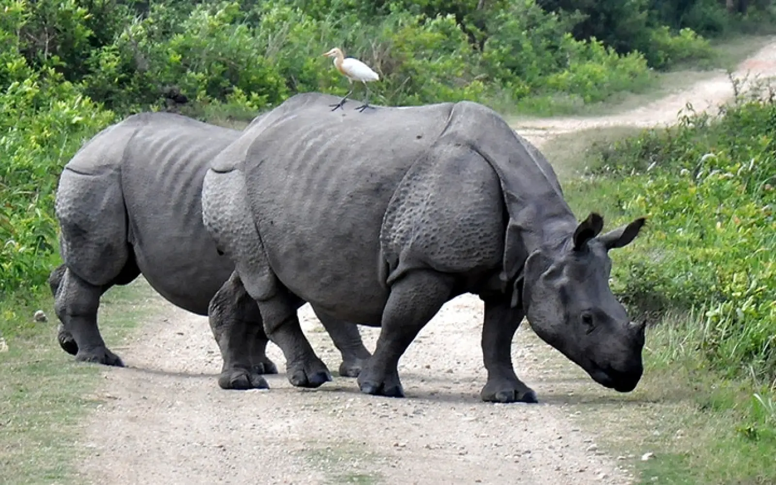 ccl_Scott-Anderson_Kaziranga