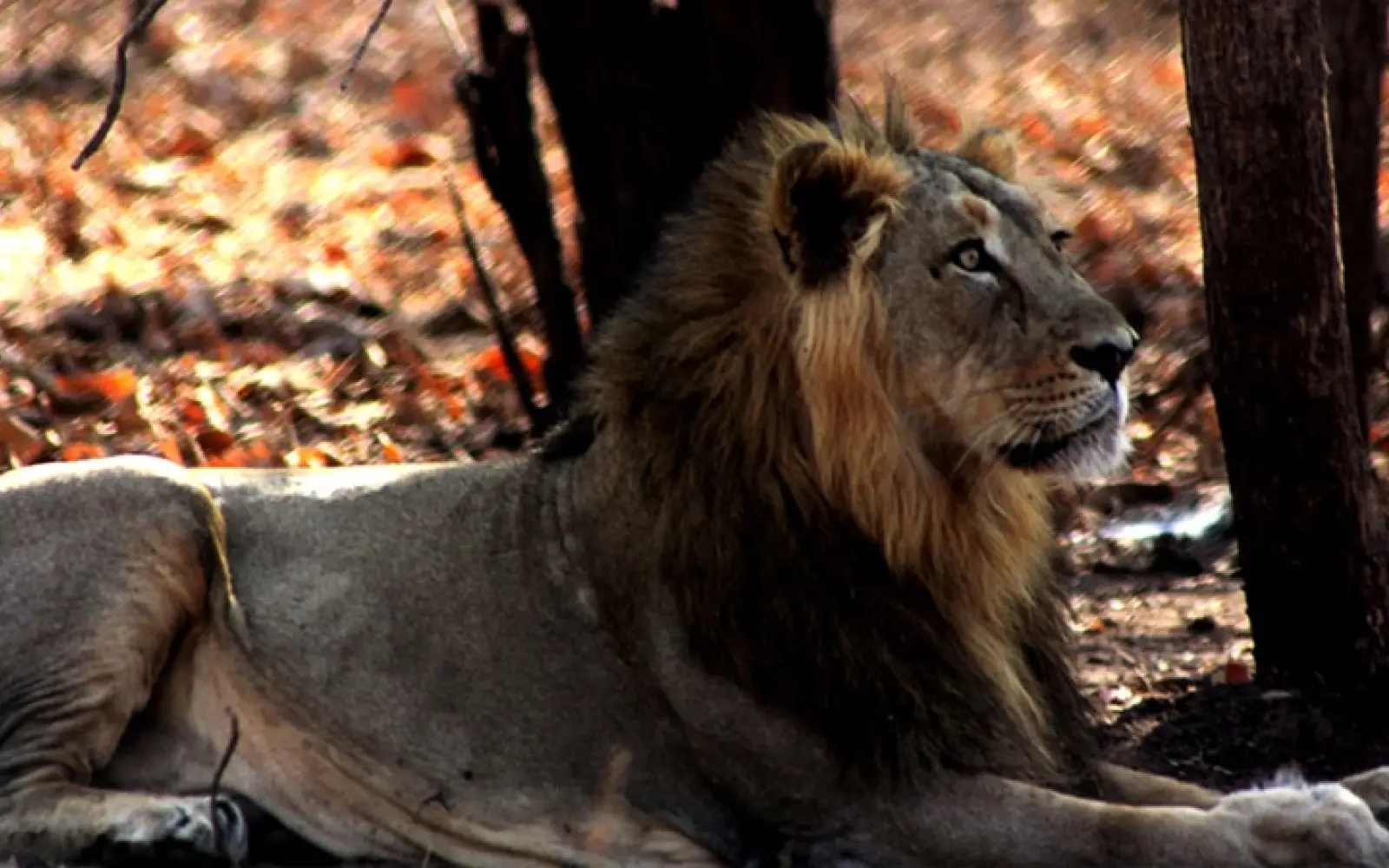 ccl_Shaunak-Modi_Lion-Gir1