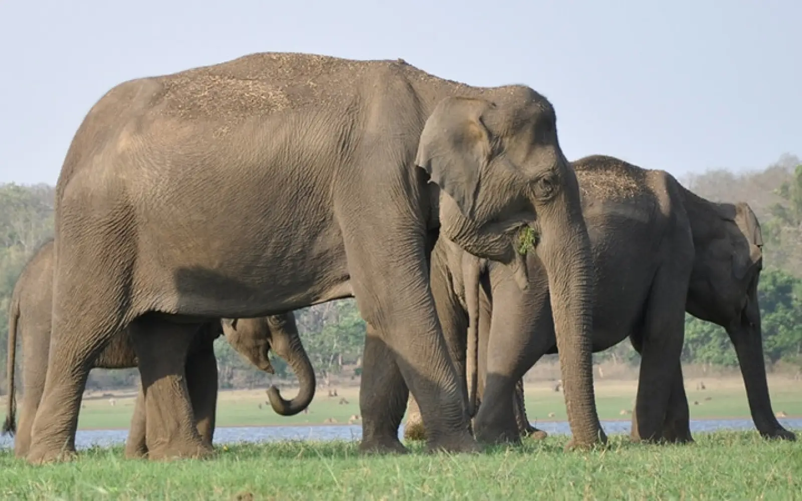 ccl_Carlos-Castillo_Elephant-Nagarhole