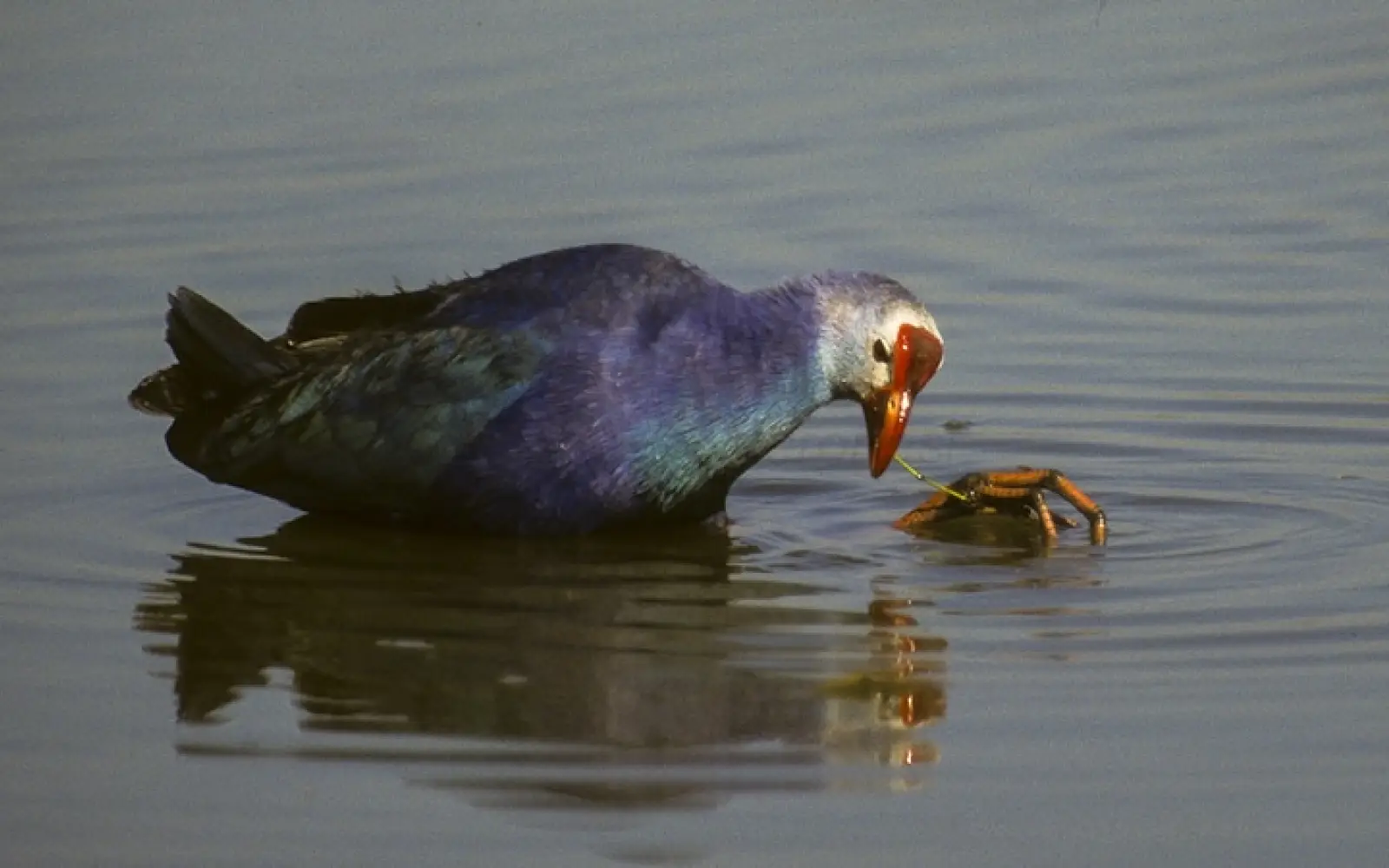 ccl_Francesco-Veronesi_Purple-Swamphen_Keoladeo