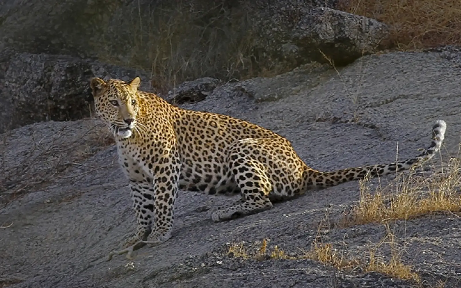 ccl_Dr-Caesar-Photography_Leopard-Bera