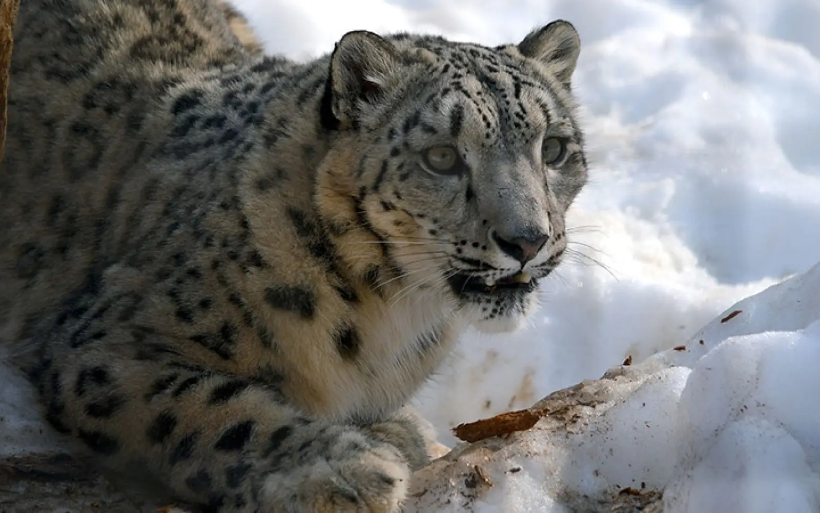 ccl_tomosuke_snow-leopard
