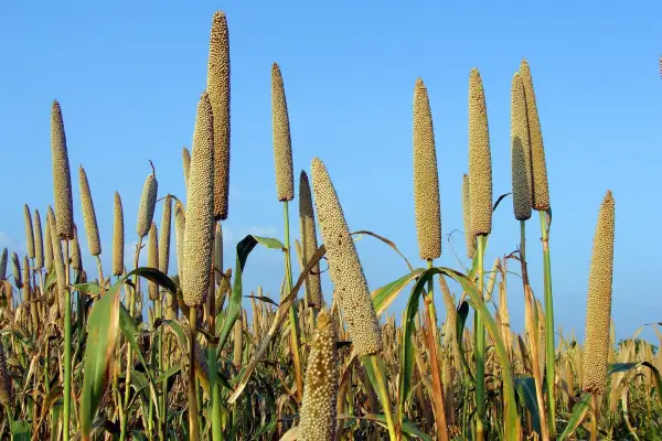 Das Jahr der Millets 2023: Wiederentdeckung eines wertvollen Getreides in Indien