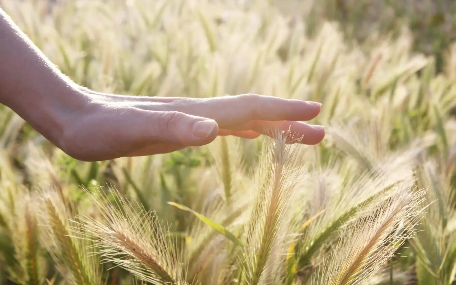 Wheat Field