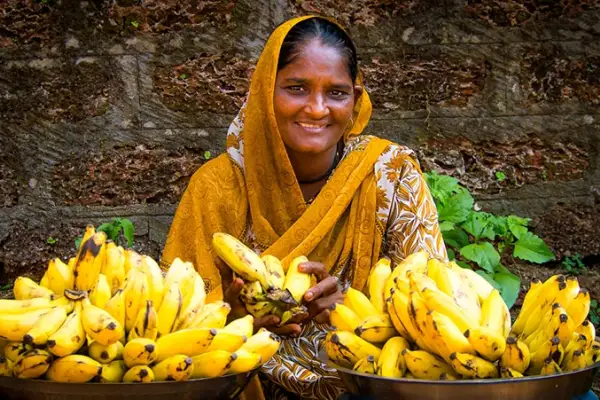 Indien ist weltweit führend im Bananenanbau