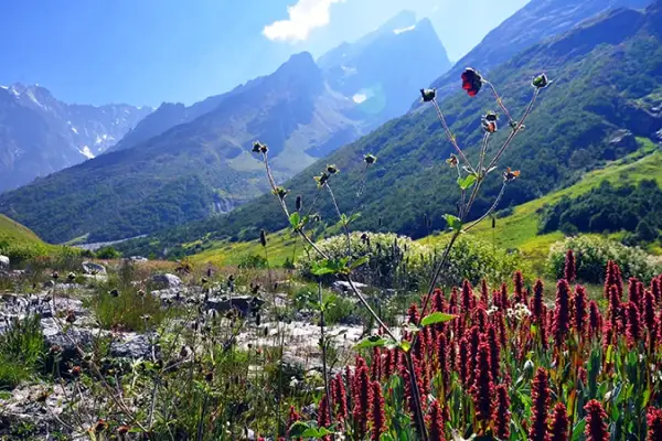 Valley of Flowers Nationalpark in Uttarakhand eröffnet