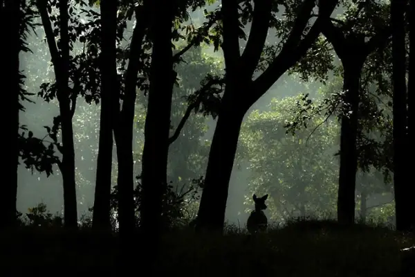 Der Kanha Nationalpark