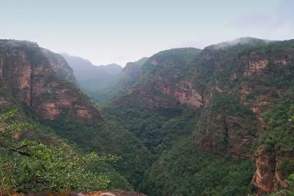Heilkräuter aus Madhya Pradesh