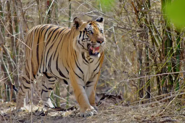 Herausragende indische Nationalparks und ihre Hauptattraktionen