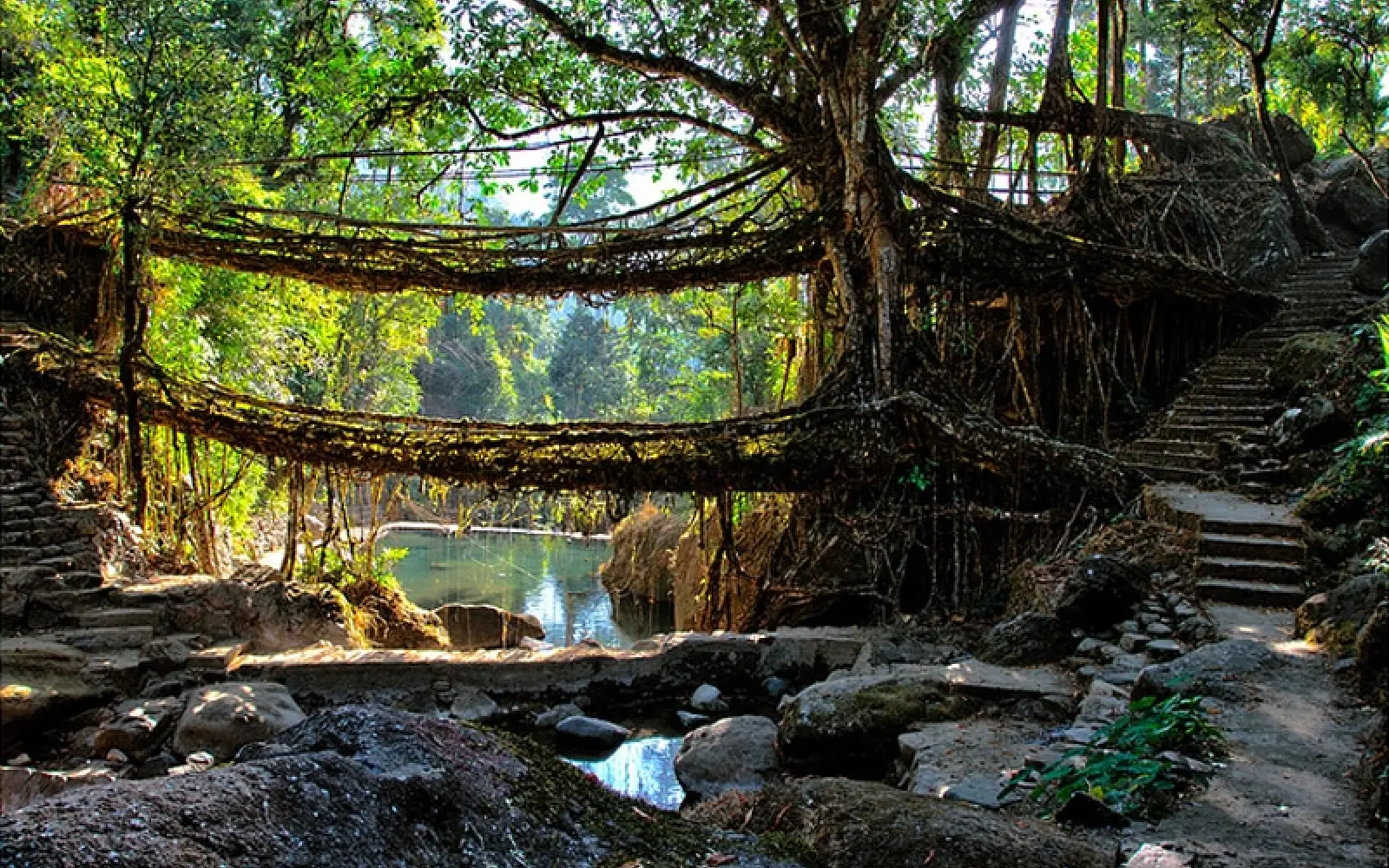 Die einzige doppelstöckige Wurzelbrücke Meghalayas. Foto: Ashwin Mudigonda