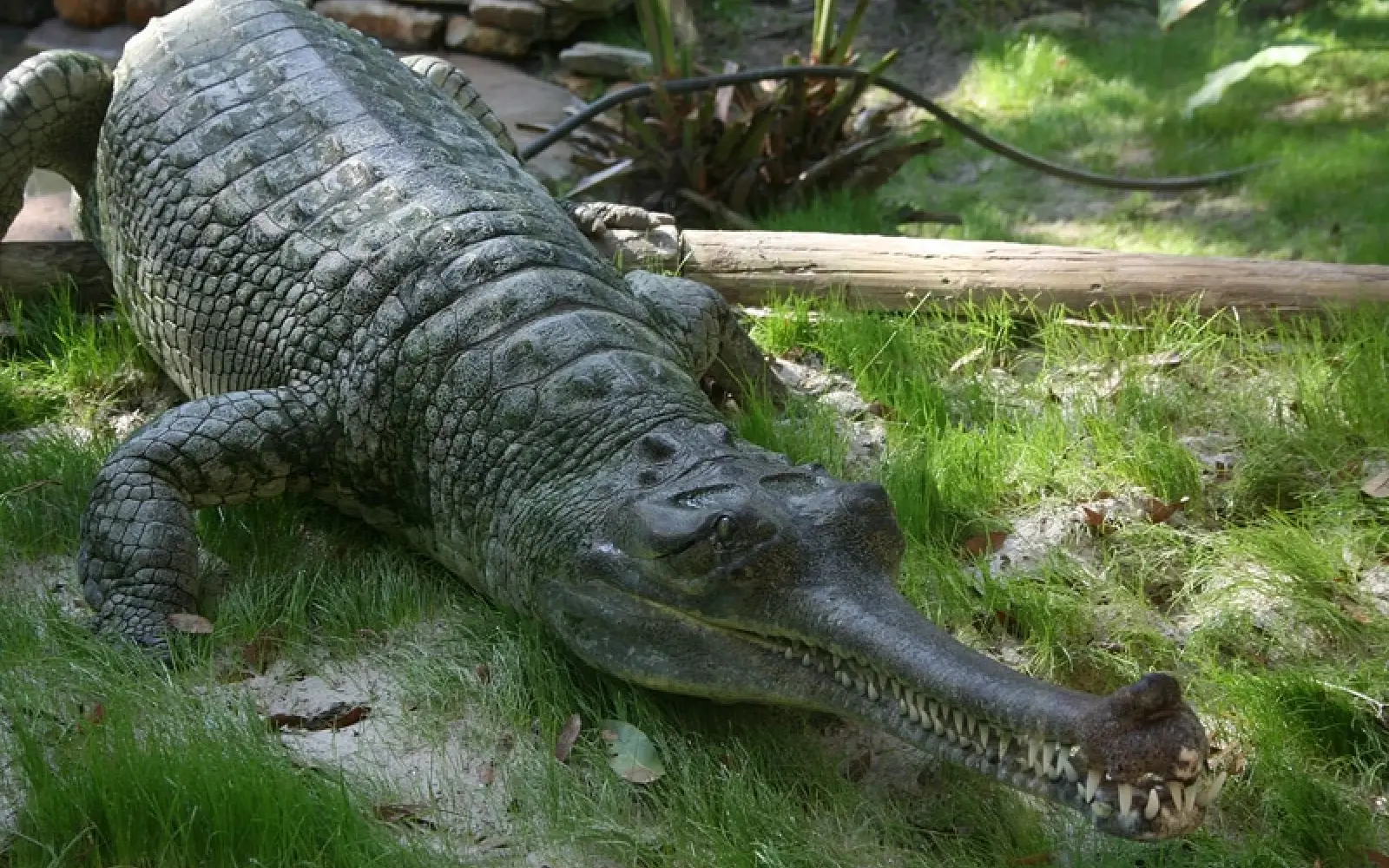 Ein Gangesgavial. Foto: Jonathan Zander