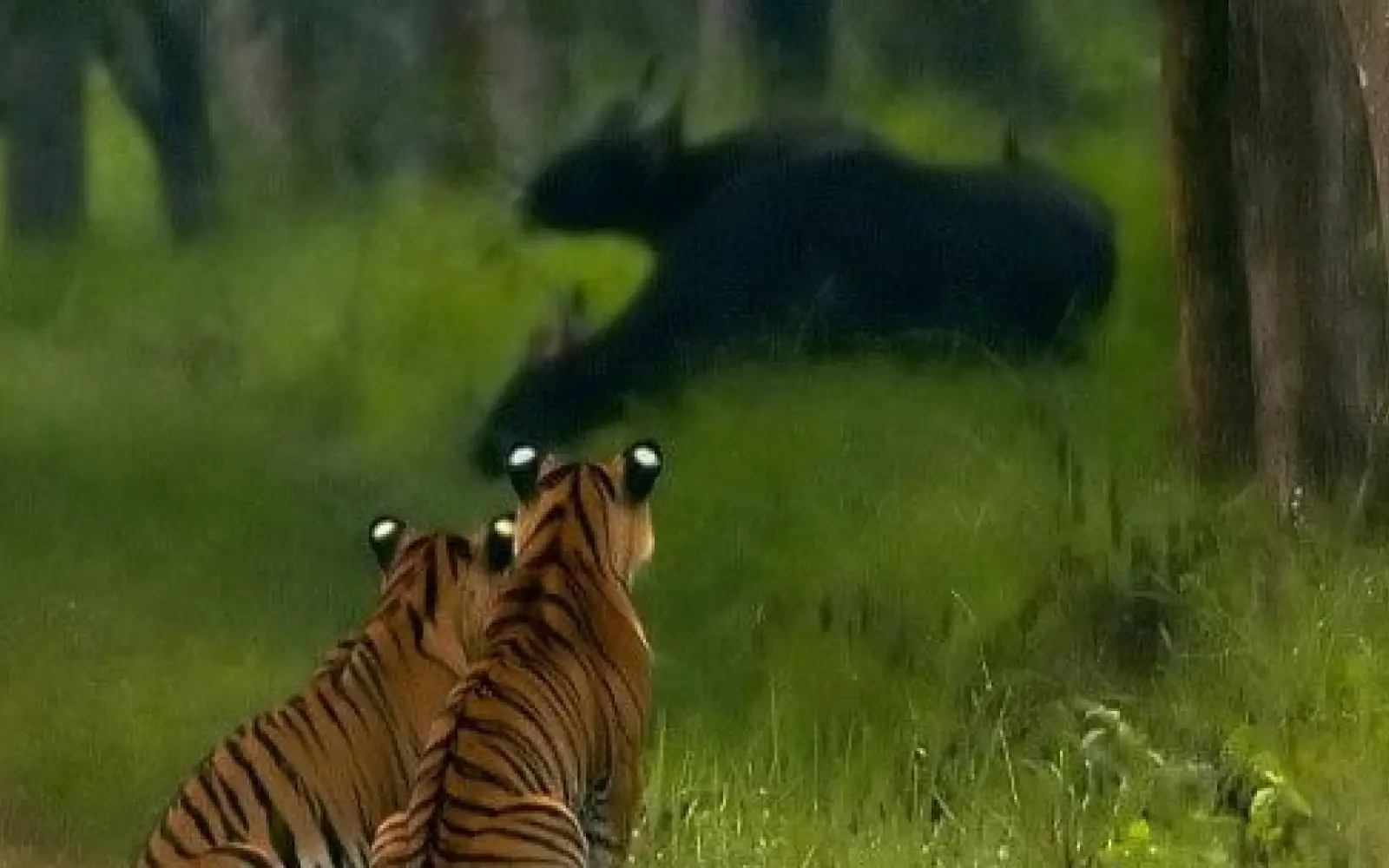 Tiger und Gaur im Bhadra Tigerschutzgebiet. Foto: Yathin S Krishnappa