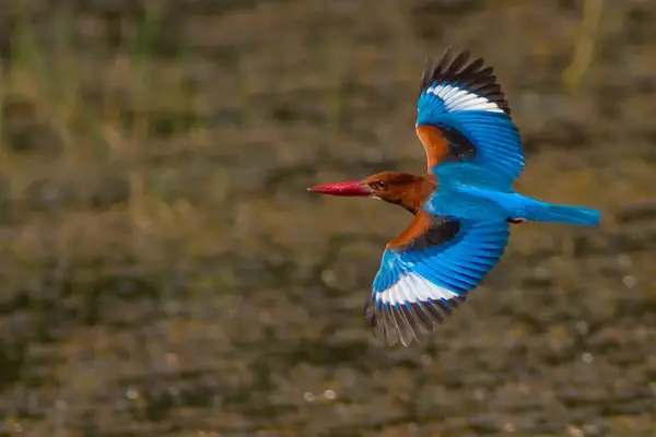 Bhitarkanika Nationalpark in Odisha wieder geöffnet