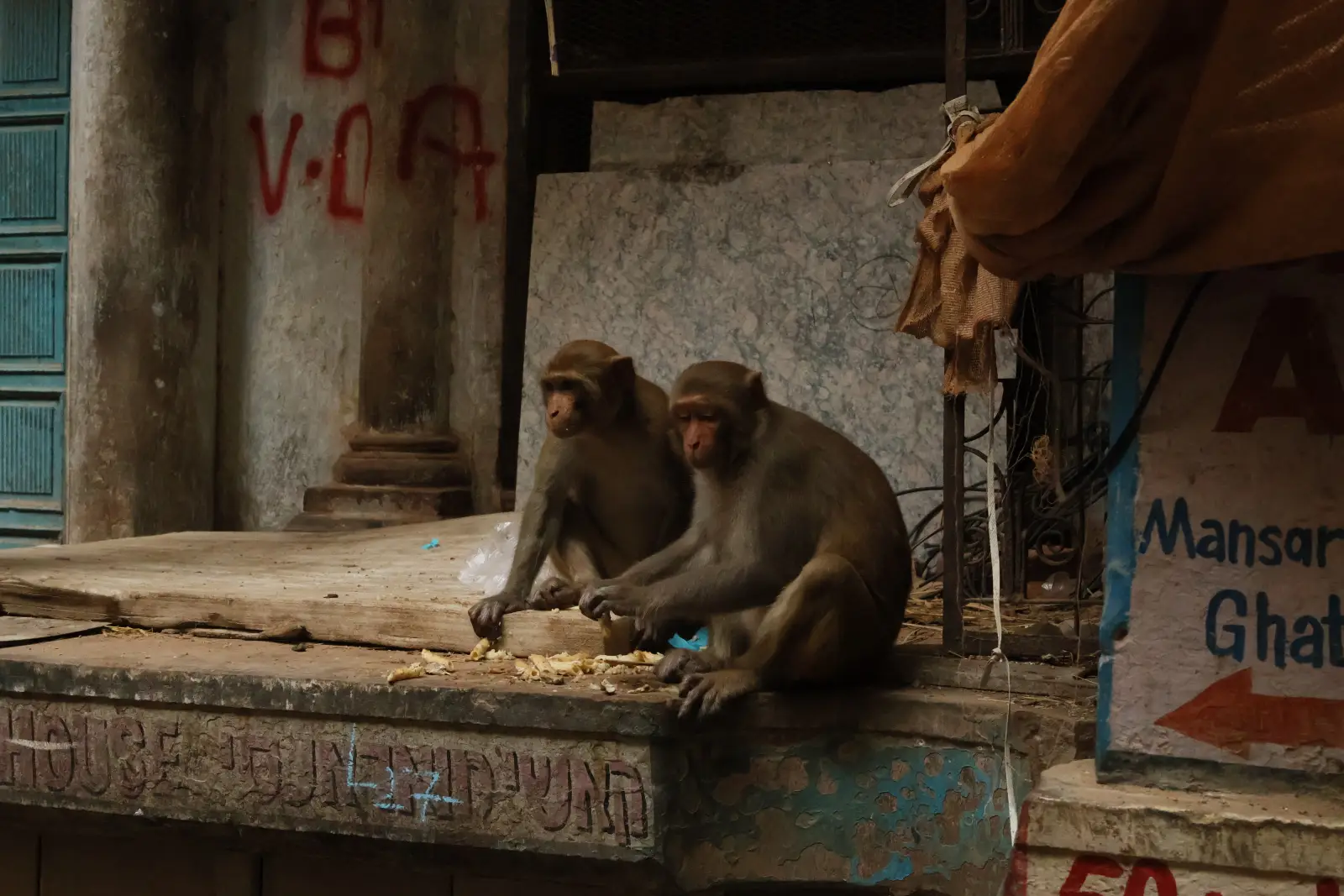 Zwei Affen rasten auf einem Vorsprung in einer Gasse der Altstadt von Varanasi. Foto: privat