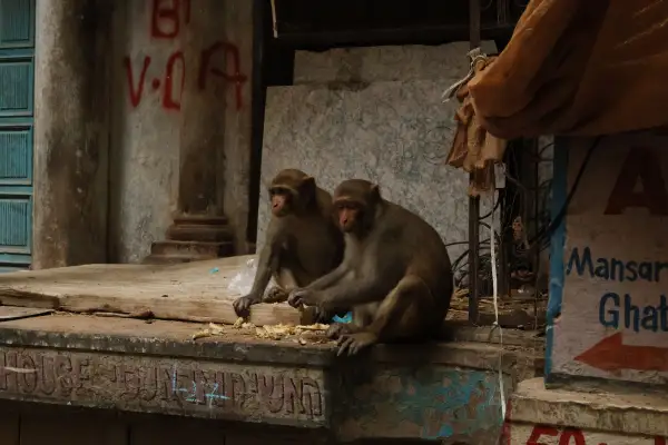 Zwei Affen rasten auf einem Vorsprung in einer Gasse der Altstadt von Varanasi. Foto: privat