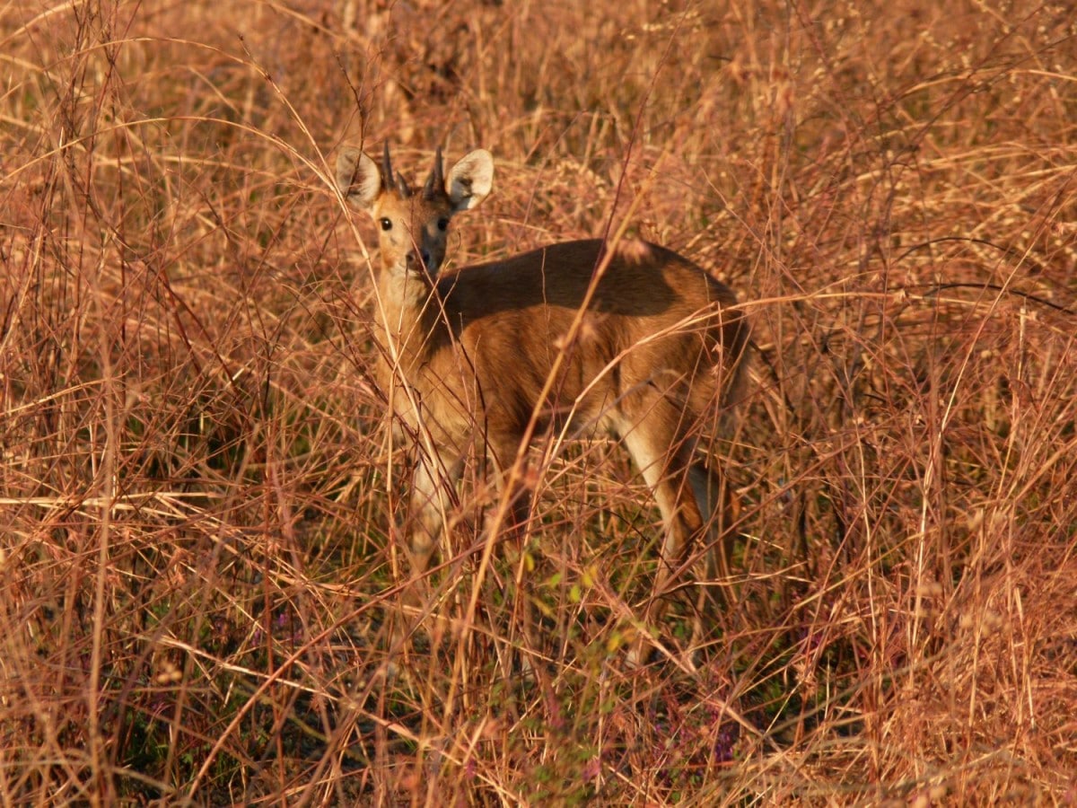 Vierhorn Antilope (Chausingha)