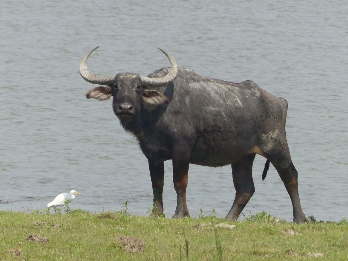 Wasserbüffel (Arni)