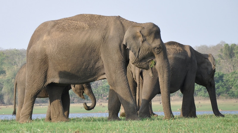 Elefanten in Nagarhole. Foto: Carlos Castillo