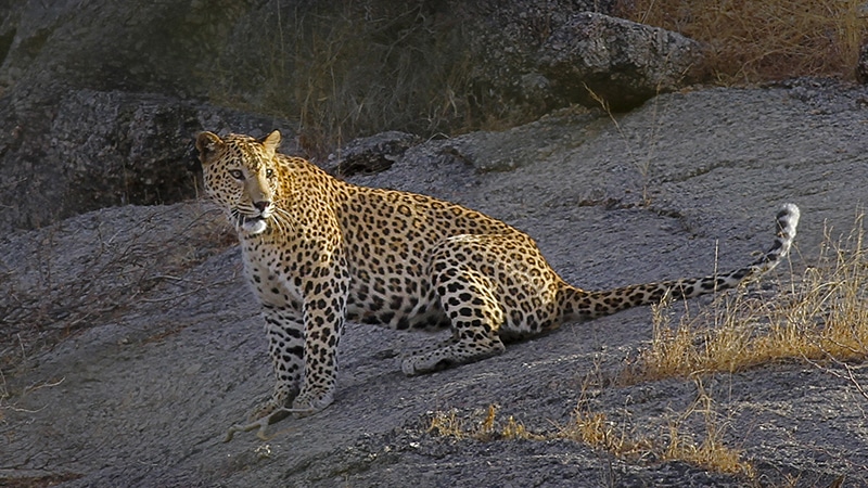 Leopard im Kambeshwar Ji Leopardenschutzgebiet. Foto: Dr. Caesar Photograph