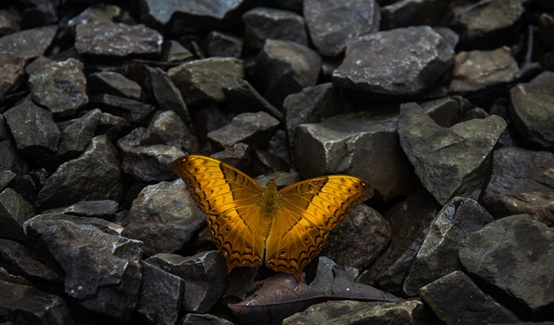 Vielfältige wunderschöne Schmetterlinge findet man in den Wäldern und im Grasland. Foto: Premnath Thirumalaisamy