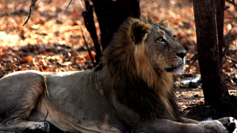 Asiatischer Löwe im Gir Nationalpark. Foto: Shaunak Modi