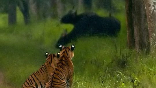 Tiger und Gaur im Bhadra Tigerschutzgebiet. Foto: Yathin S Krishnappa
